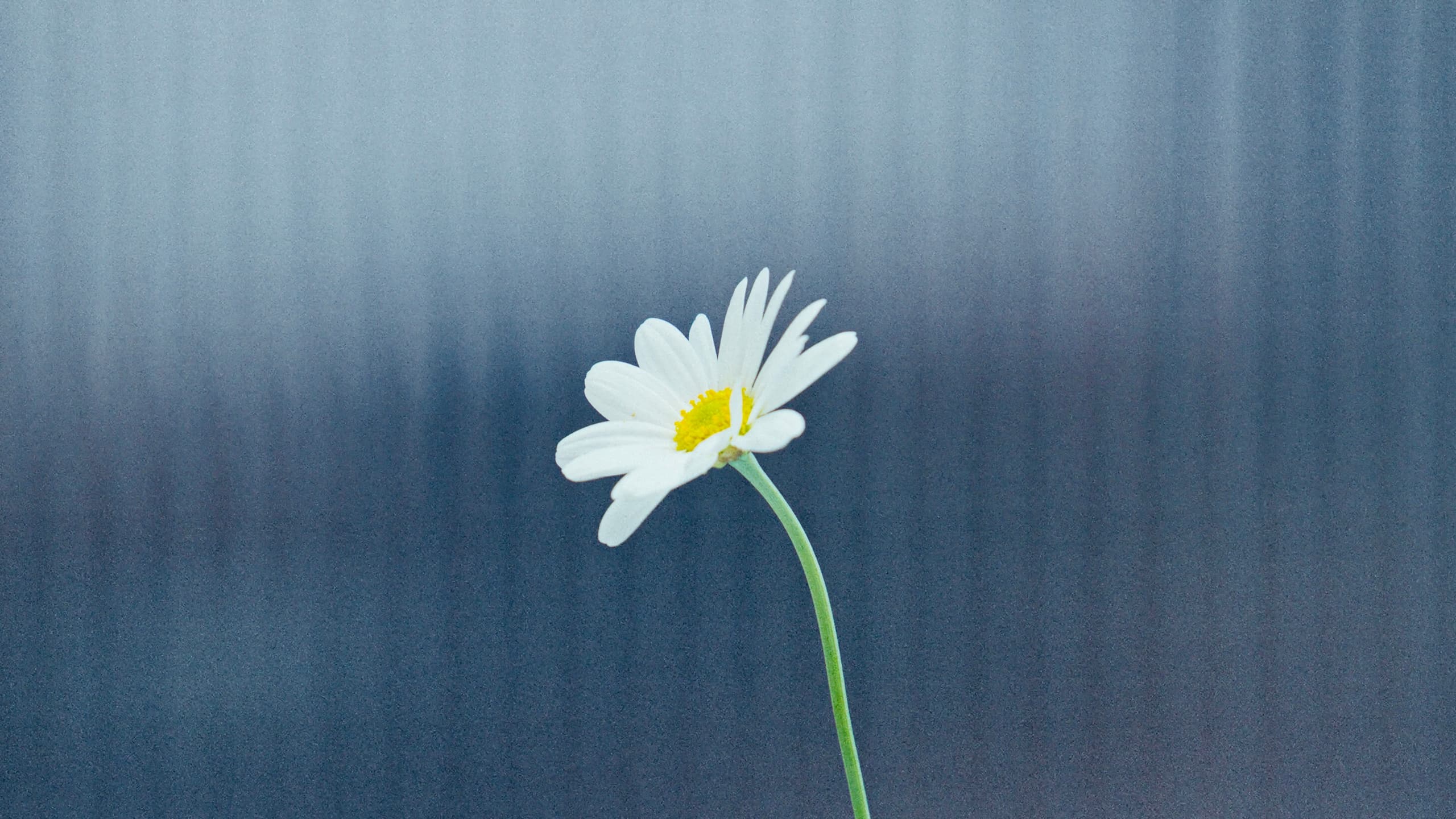 A single marguerite against a corrugated wall