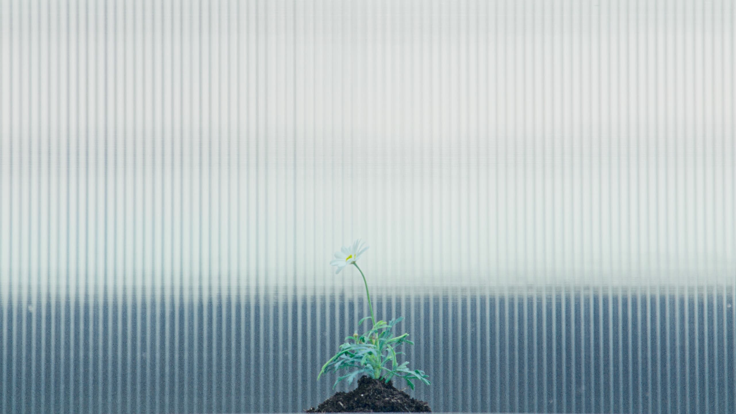 A seedling growing from a mound of earth