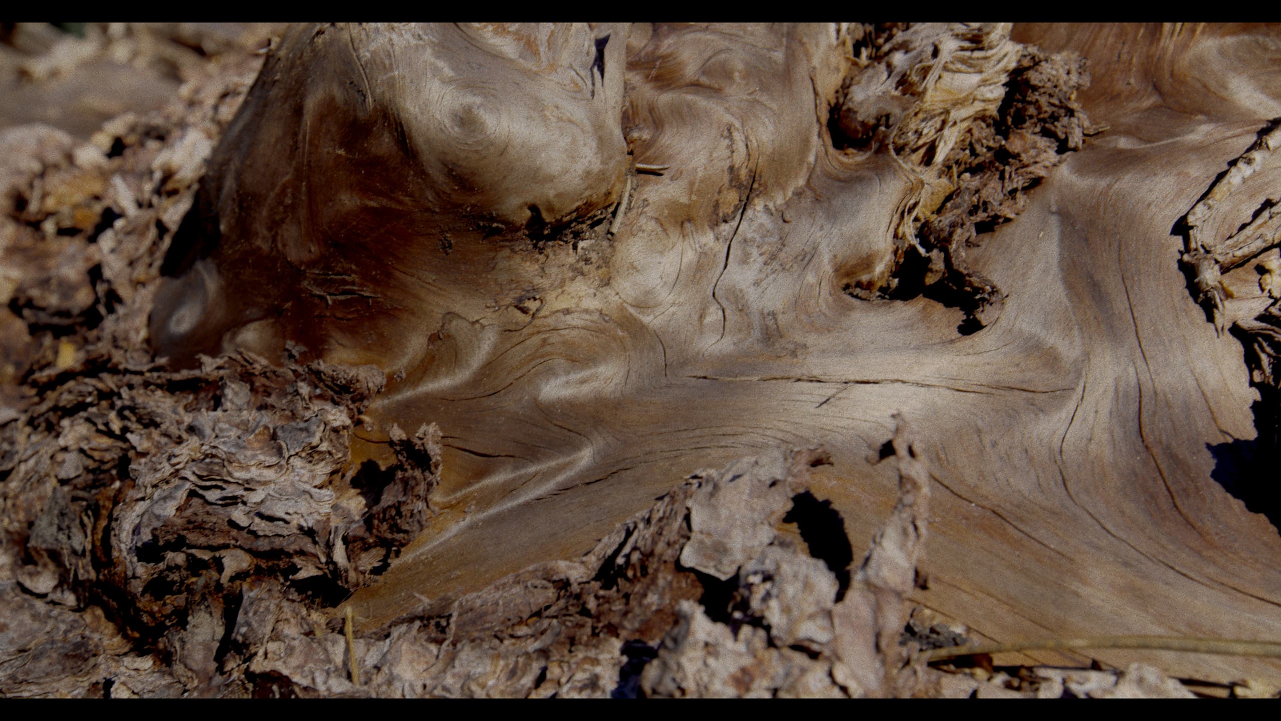 The grain of weathered wood in close-up